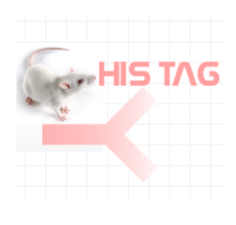 小鼠抗HIS標簽（Monoclonal Mouse Anti-His Tag）